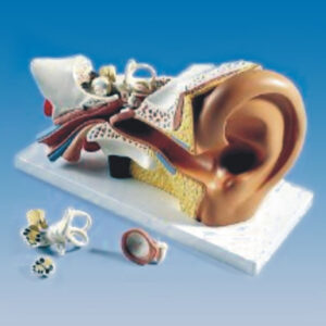 Human Ear Model (4 Times Size) manufacturerindiaprice_infralabindia