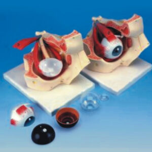 Human Eye Model In Bone Orbit manufacturerindiaprice_infralabindia