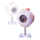 Human Eye Model (X 5 Times) manufacturerindiaprice_infralabindia