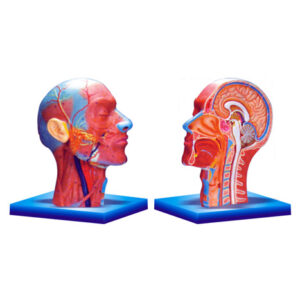 Human Half Head & Neck Model with Musculature manufacturerindiaprice_infralabindia