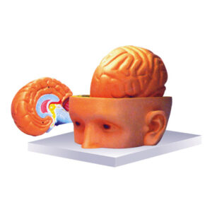 Human Head with Brain Model manufacturerindiaprice_infralabindia
