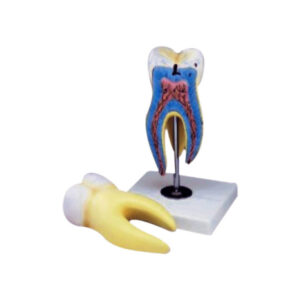 Human Tooth Model manufacturerindiaprice_infralabindia